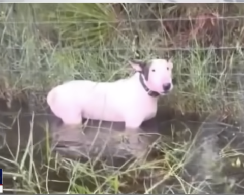 Abandoned dog in hurricane